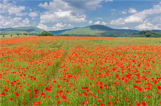 如何獲得德國(guó)護(hù)照