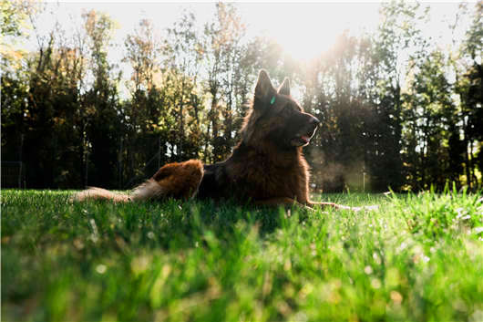 狗中“男神”，德國黑背了解一下