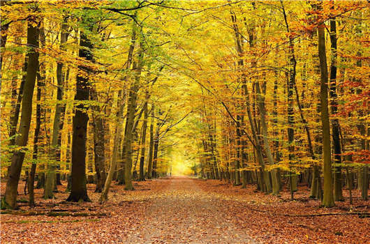 德國這個國家怎么樣？德國移民的優勢好不好？